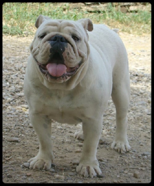 Britney du clan des petits molosses