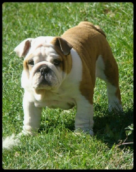 Je suis i tech du clan des petits molosses