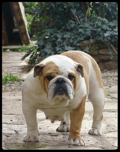 Publication : du clan des petits molosses Auteur : le Clan des Petits Molosses