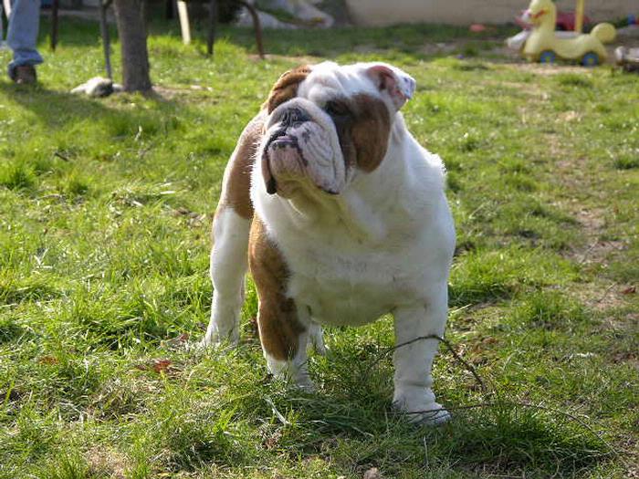 Bilbo du clan des petits molosses