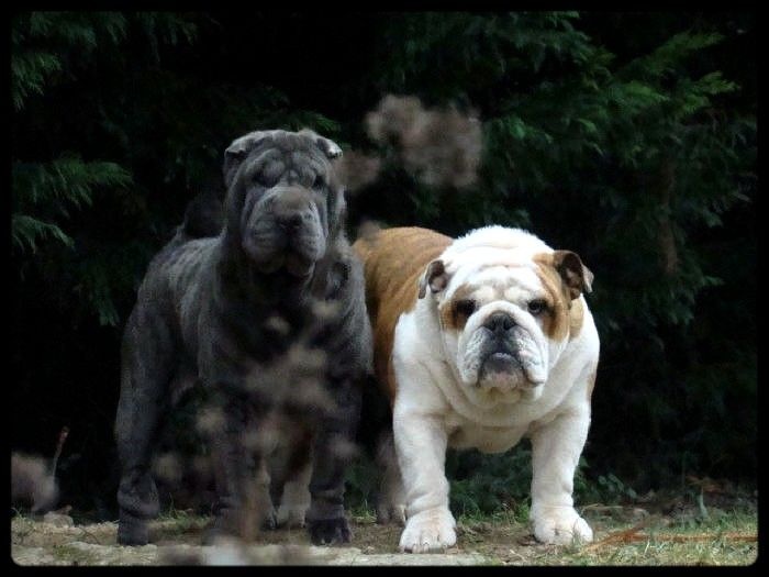 Je suis i tech du clan des petits molosses