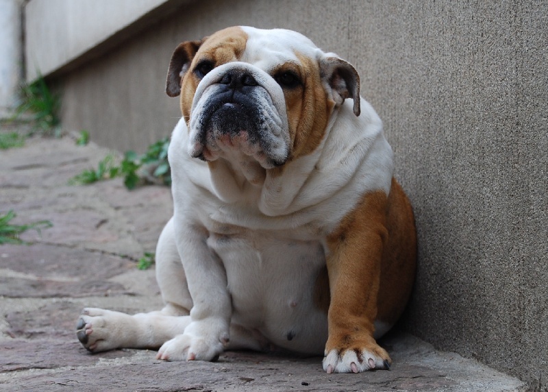 Guiness du Terroir de fontfroide - 4éme EXCELLENT classe jeune