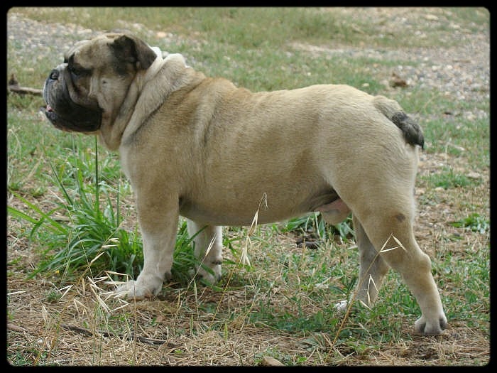 Crazy wilbur Des patibullies - CONFIRME