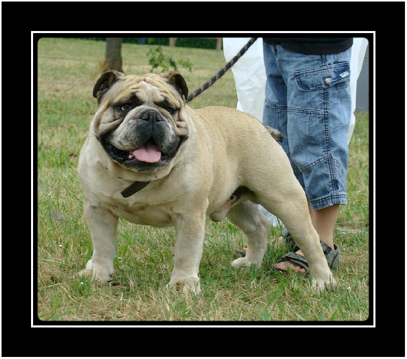 Crazy wilbur Des patibullies - 1ER EX / CACS / BOB / 3EME BOG