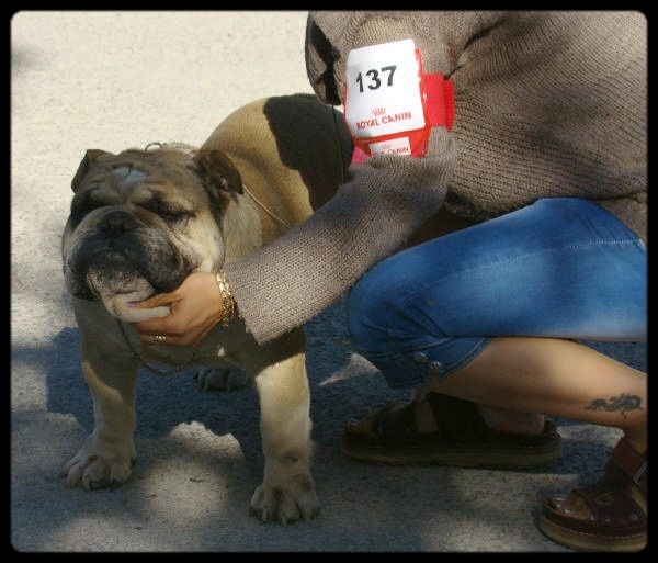 Crazy wilbur Des patibullies - 1er Excellent - CACS - Meilleur de race