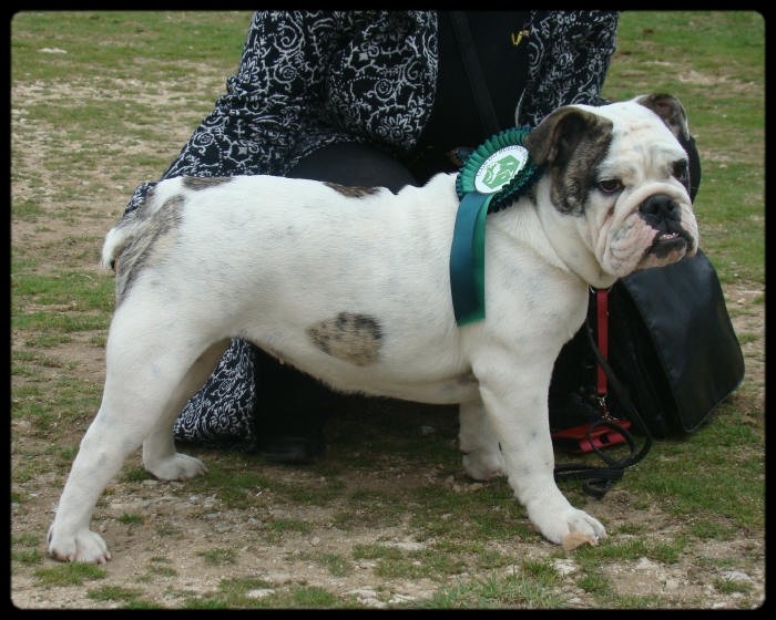 Ernestine du clan des petits molosses - TRES PROMETTEUR