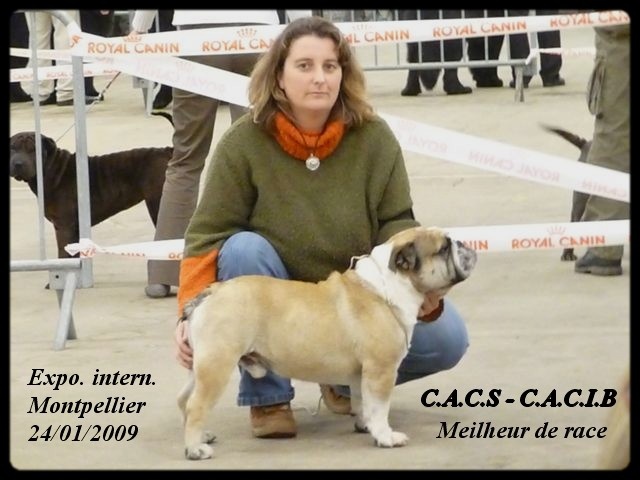 Crazy wilbur Des patibullies - 1 Excellent - CACS - CACIB - MEILLEUR DE RACE