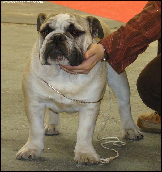 Crazy wilbur Des patibullies - 1er TRES PROMETTEUR classe puppy male