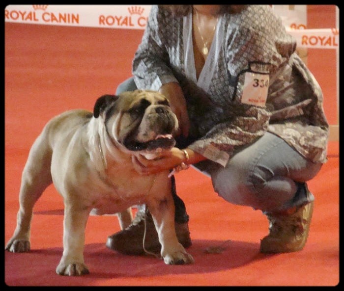 Crazy wilbur Des patibullies - CACS / CACIB / BOB