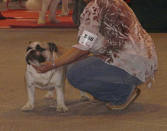 Crazy wilbur Des patibullies - 3éme excellent en classe jeune male