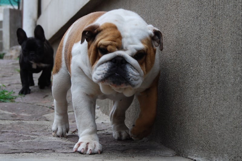 Guiness du Terroir de fontfroide - 1ere EXCELLENTE + CONFIRMATION