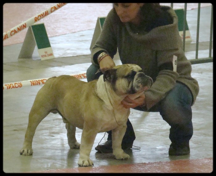 Crazy wilbur Des patibullies - 1 ER EXCELLENT - RCACS / RCACIB