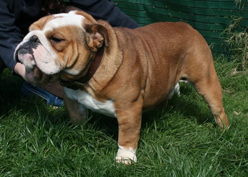 Publication : Little Tatanka Auteur : Jean Kurzawa