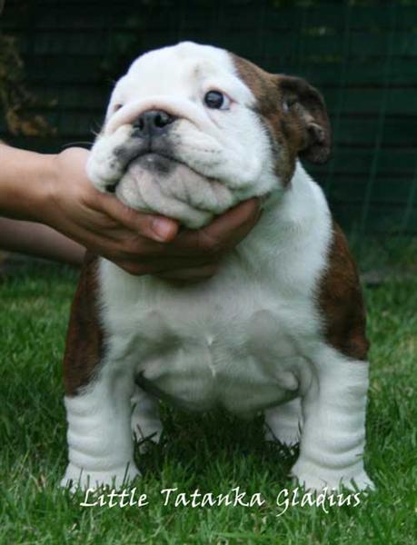 Publication : Little Tatanka