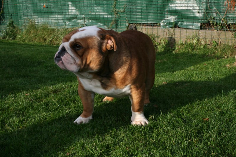 Publication : Little Tatanka Auteur : Jean Kurzawa