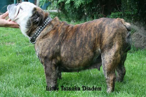 Publication : Little Tatanka Auteur : Jean Kurzawa