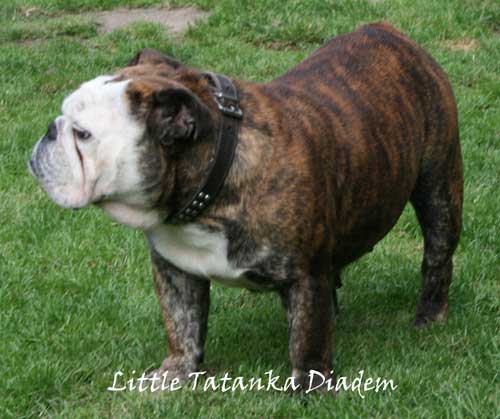 Publication : Little Tatanka Auteur : Jean Kurzawa