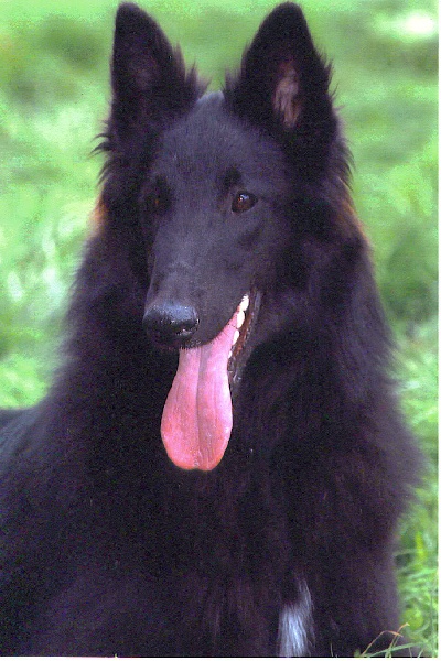 Publication : des loups de la forêt sacrée