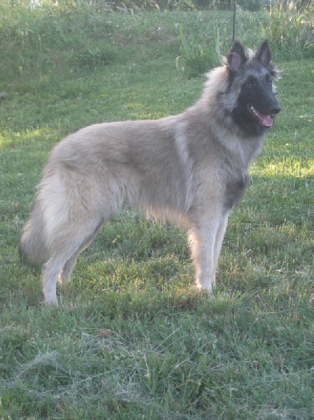 Publication : des loups de la forêt sacrée