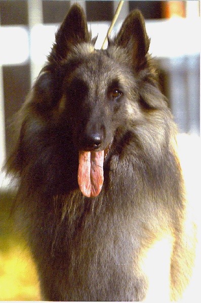 Publication : des loups de la forêt sacrée