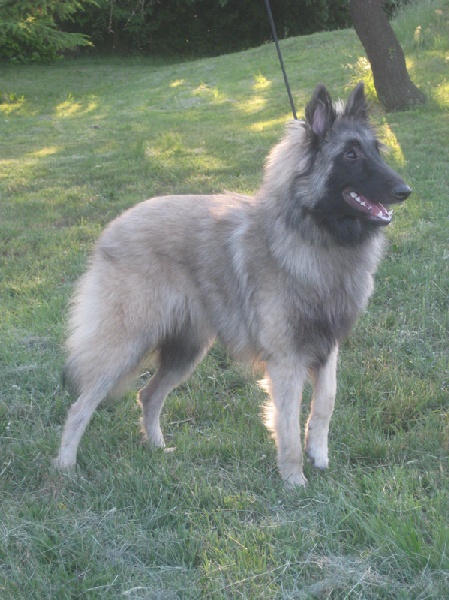 Publication : des loups de la forêt sacrée