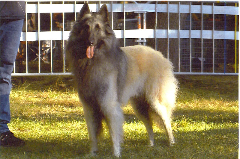 Publication : des loups de la forêt sacrée