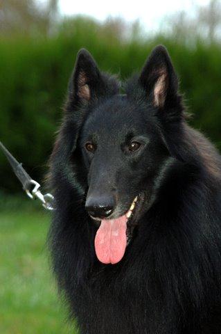 Publication : des loups de la forêt sacrée