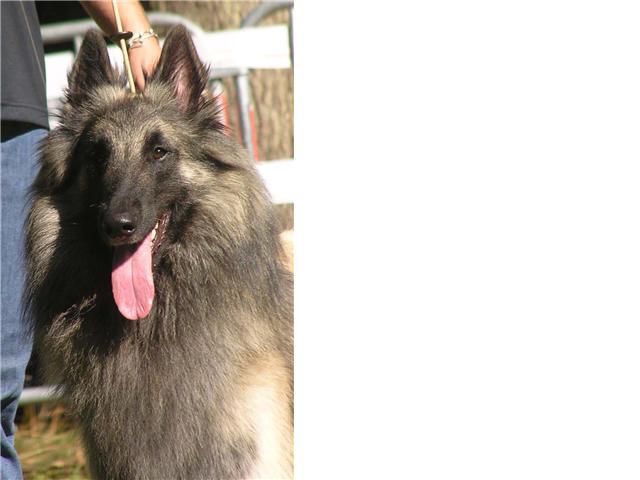 Publication : des loups de la forêt sacrée