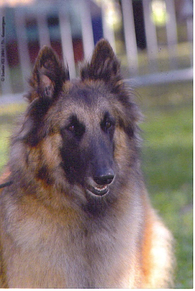 Publication : des loups de la forêt sacrée