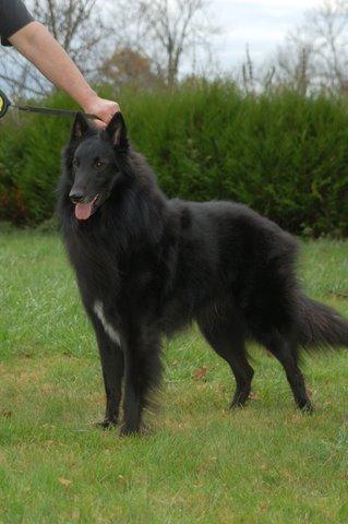 Publication : des loups de la forêt sacrée