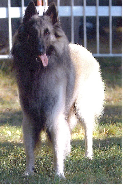 Publication : des loups de la forêt sacrée