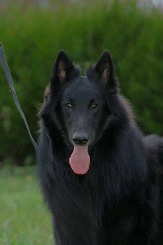 Publication : des loups de la forêt sacrée