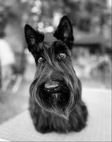 MIESCHIEVOUS GIRL NICE( DITE PINKY) Titre Initial