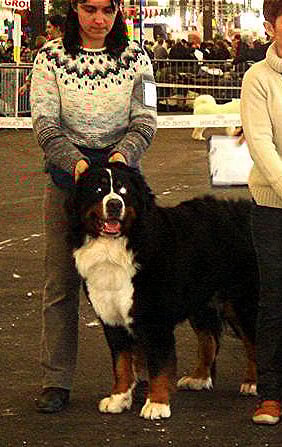 Bud des Treilles de Salvert - 1 er excellent CACIB CAC