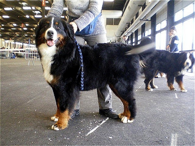 Gipsy von de knuffelberg - 3 eme excellent