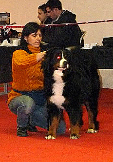 Gipsy von de knuffelberg - R-CACS et 2ème excellent