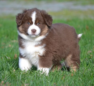 Les chiots de Berger Américain Miniature 