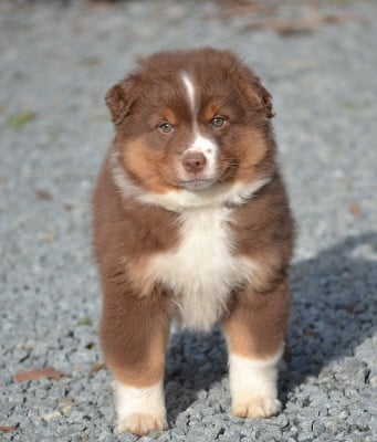 Les chiots de Berger Américain Miniature