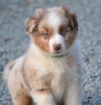 Les chiots de Berger Américain Miniature