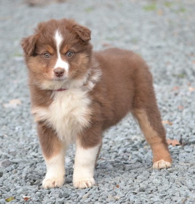 Les chiots de Berger Américain Miniature
