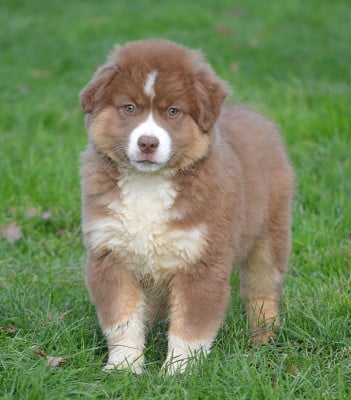 Les chiots de Berger Américain Miniature