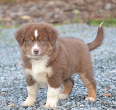 Les chiots de Berger Américain Miniature