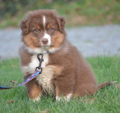 Les chiots de Berger Américain Miniature