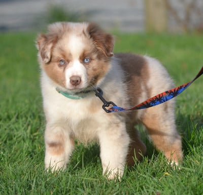 Les chiots de Berger Américain Miniature