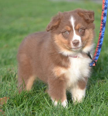 Les chiots de Berger Américain Miniature