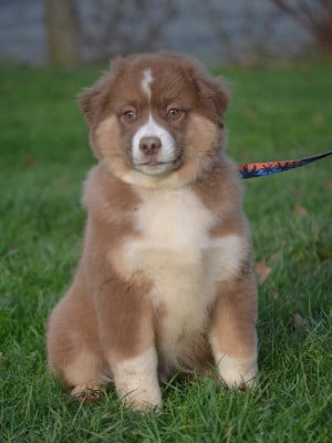 Les chiots de Berger Américain Miniature