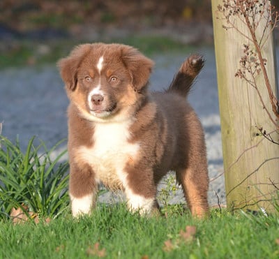 Les chiots de Berger Américain Miniature