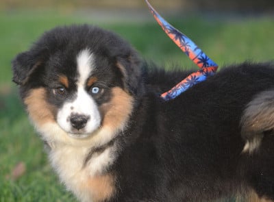 Les chiots de Berger Américain Miniature 