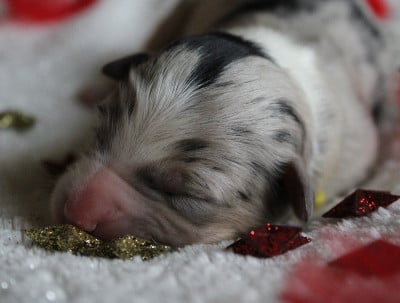 Les chiots de Berger Australien