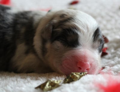Les chiots de Berger Australien